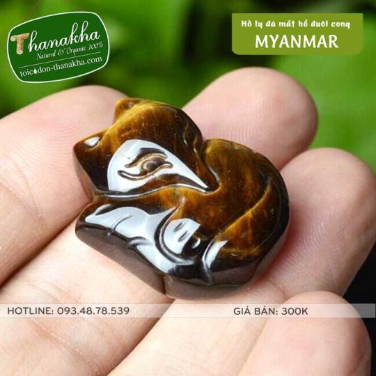 Hồ ly đá mắt hổ Myanmar 3 đuôi