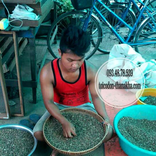 Dầu hít mũi thảo dược Myanmar (Miến Điện)